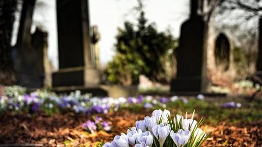 © https://www.pexels.com/photo/purple-crocus-in-bloom-during-daytime-161280/